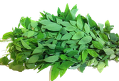 Rau bồ ngót Hồng Thịnh Phát
