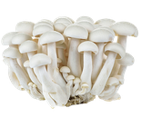 Nấm Linh Chi trắng