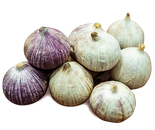 Tỏi cô đơn Ấn Độ