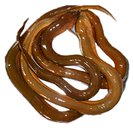 Lươn sống loại lớn