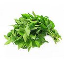 Húng cây sạch (rau thơm)